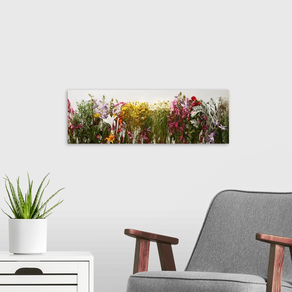 A modern room featuring Panoramic shot of bunches of diverse wildflowers on white background.