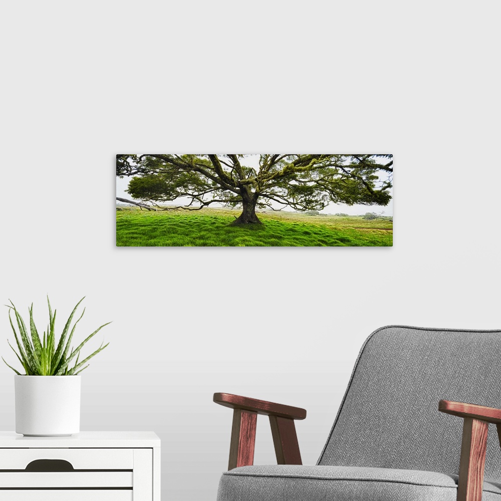 A modern room featuring Koa tree (Acacia Koa) panorama Hawaii.