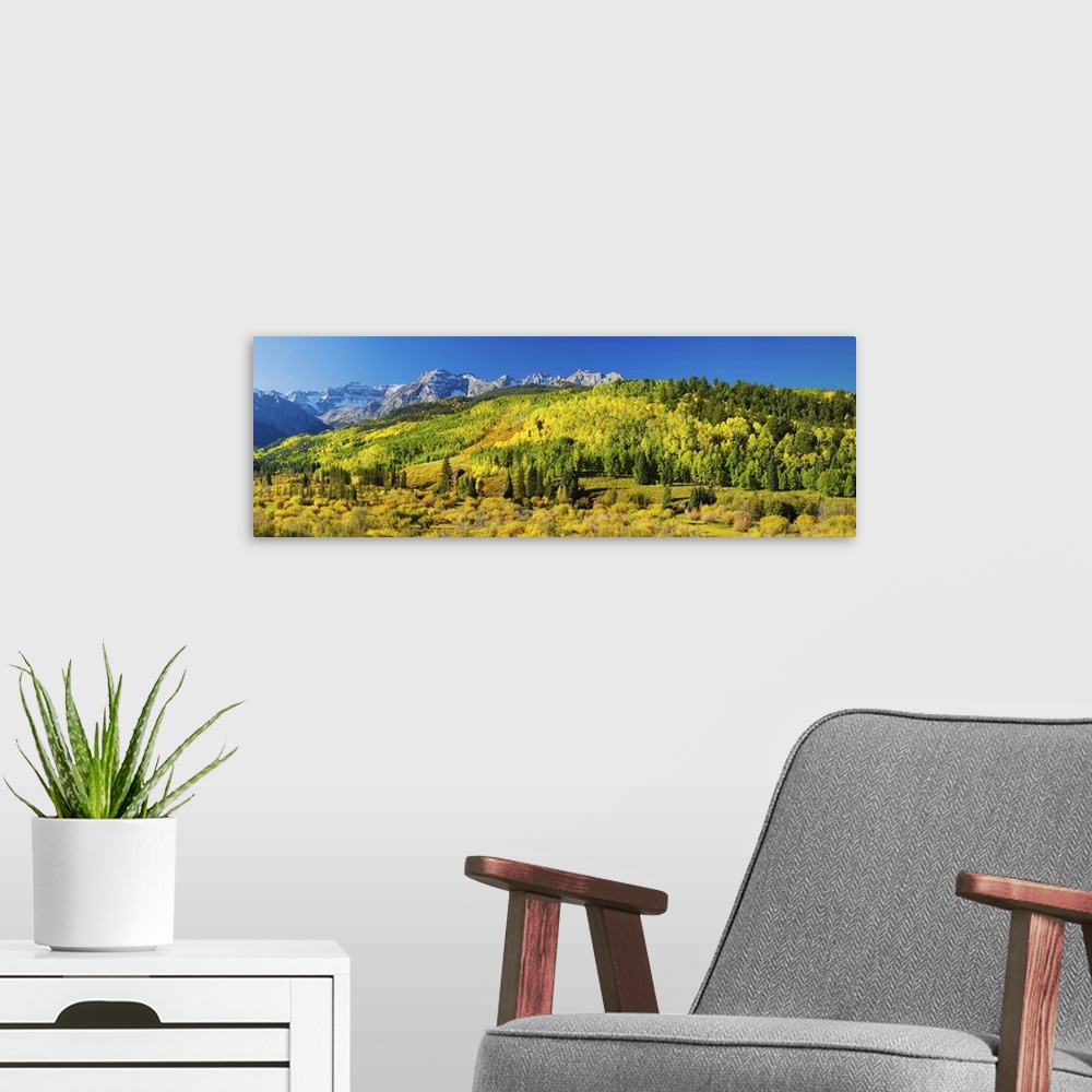 A modern room featuring Aspen trees on mountains, Uncompahgre National Forest, Colorado