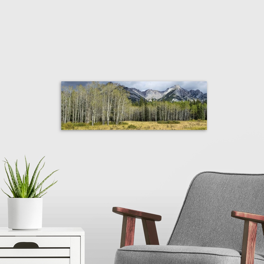 A modern room featuring Aspen trees with mountains in the background, Bow Valley Parkway, Canada