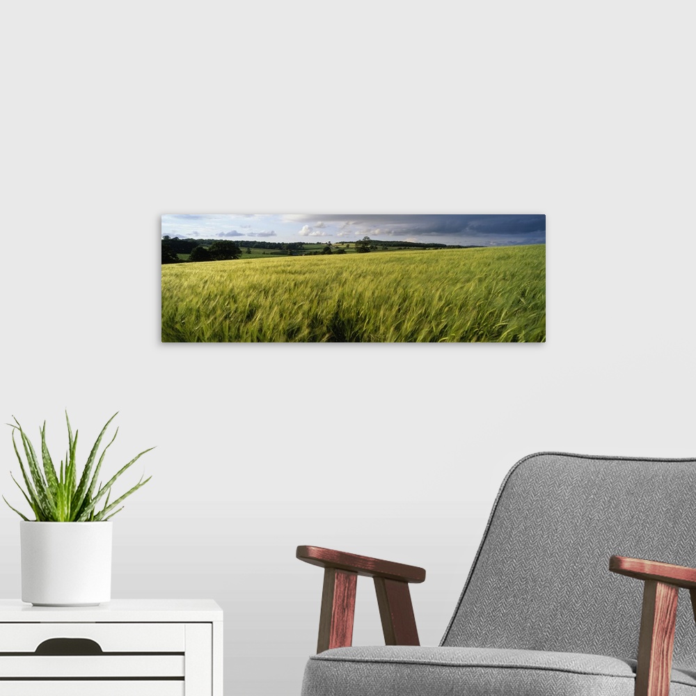 A modern room featuring Barley Field Wales