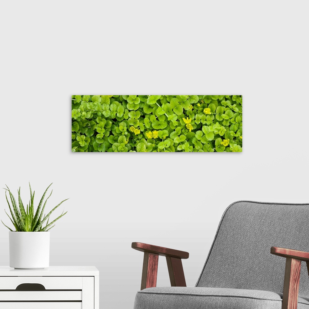 A modern room featuring Close up of Creeping jenny (Lysimachia nummularia) plant