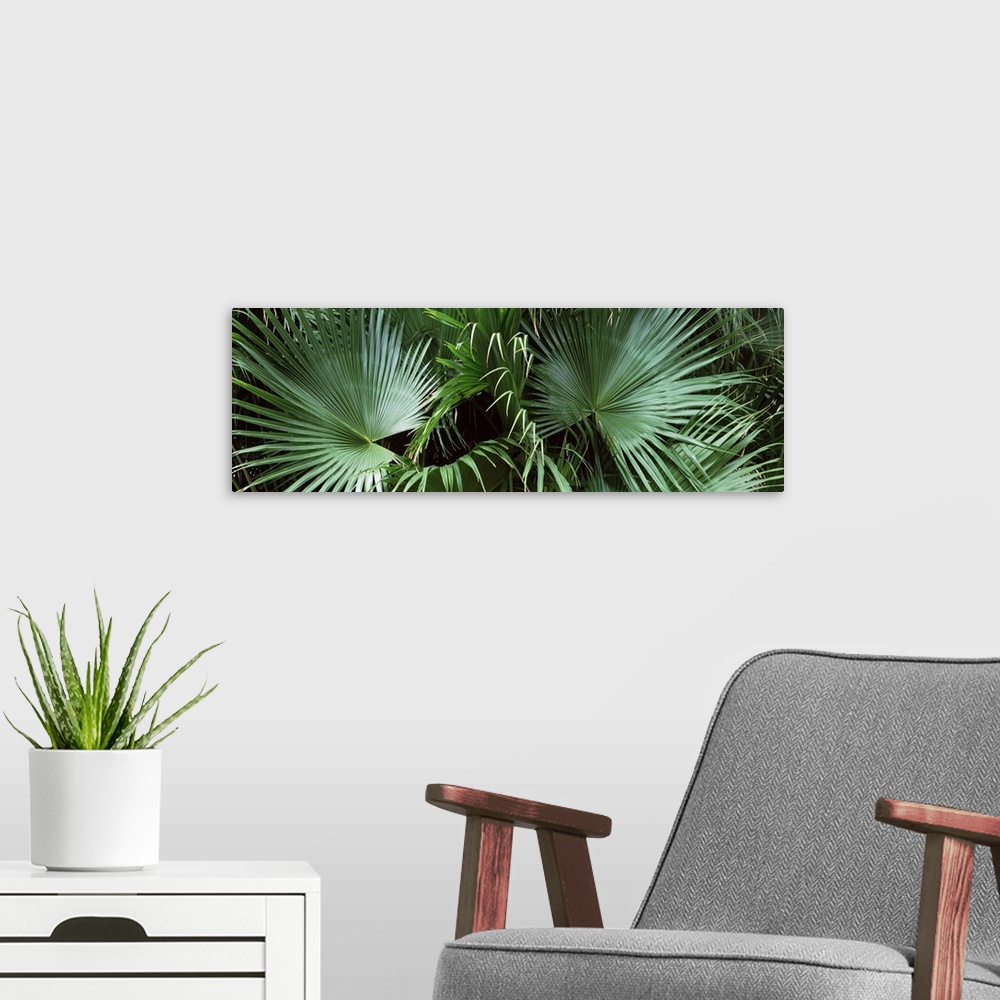 A modern room featuring Close up of palm leaves Joan M. Durante Park Longboat Key Florida