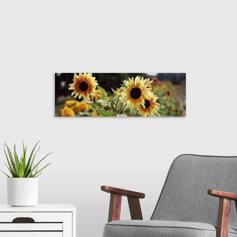 A modern room featuring Close-up of Sunflowers