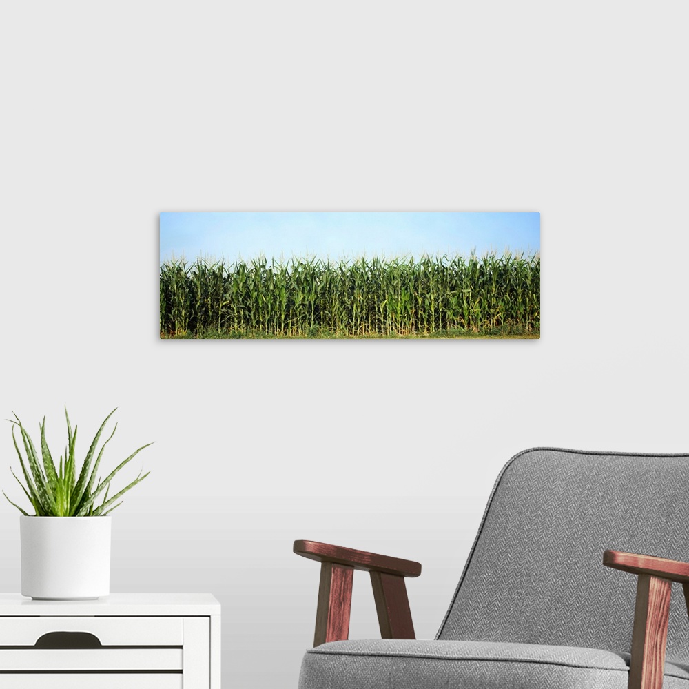 A modern room featuring Corn crop in a field, Wisconsin, USA