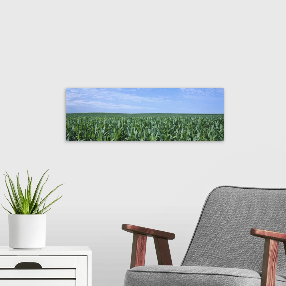 A modern room featuring Corn crop on a landscape, Kearney County, Nebraska