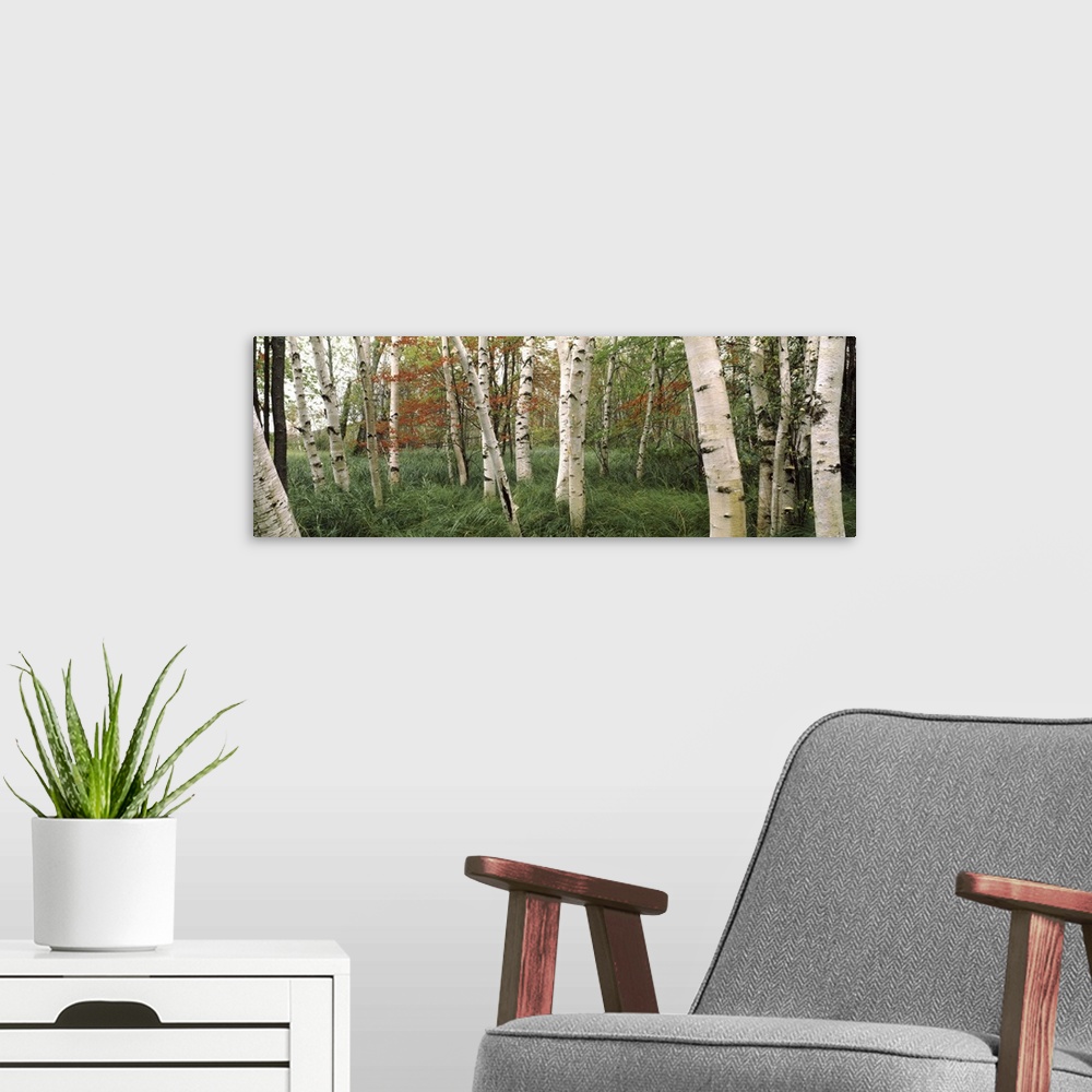 A modern room featuring Downy birch  trees in a forest, Wild Gardens of Acadia, Acadia National Park, Maine