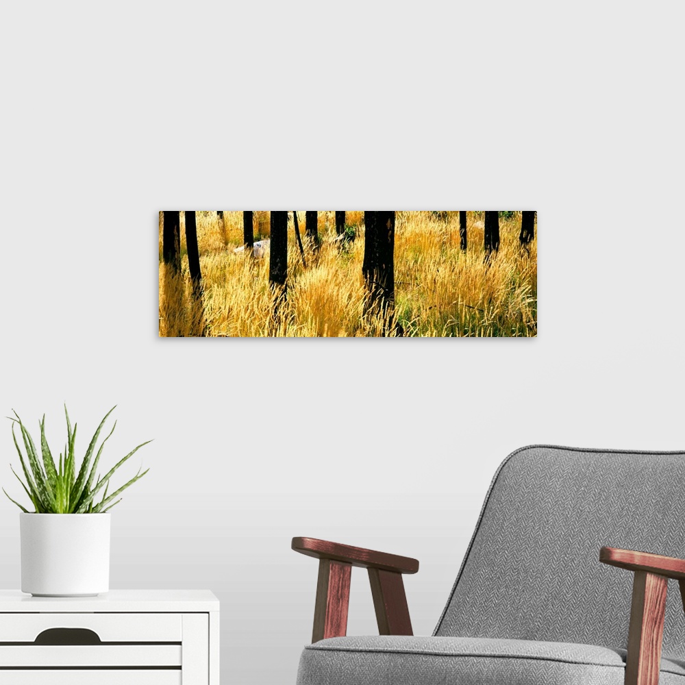 A modern room featuring Dry autumn grasses turn a yellow hue in a stand of burned Lodgepole pines, Buffalo Valley, Wyomin...