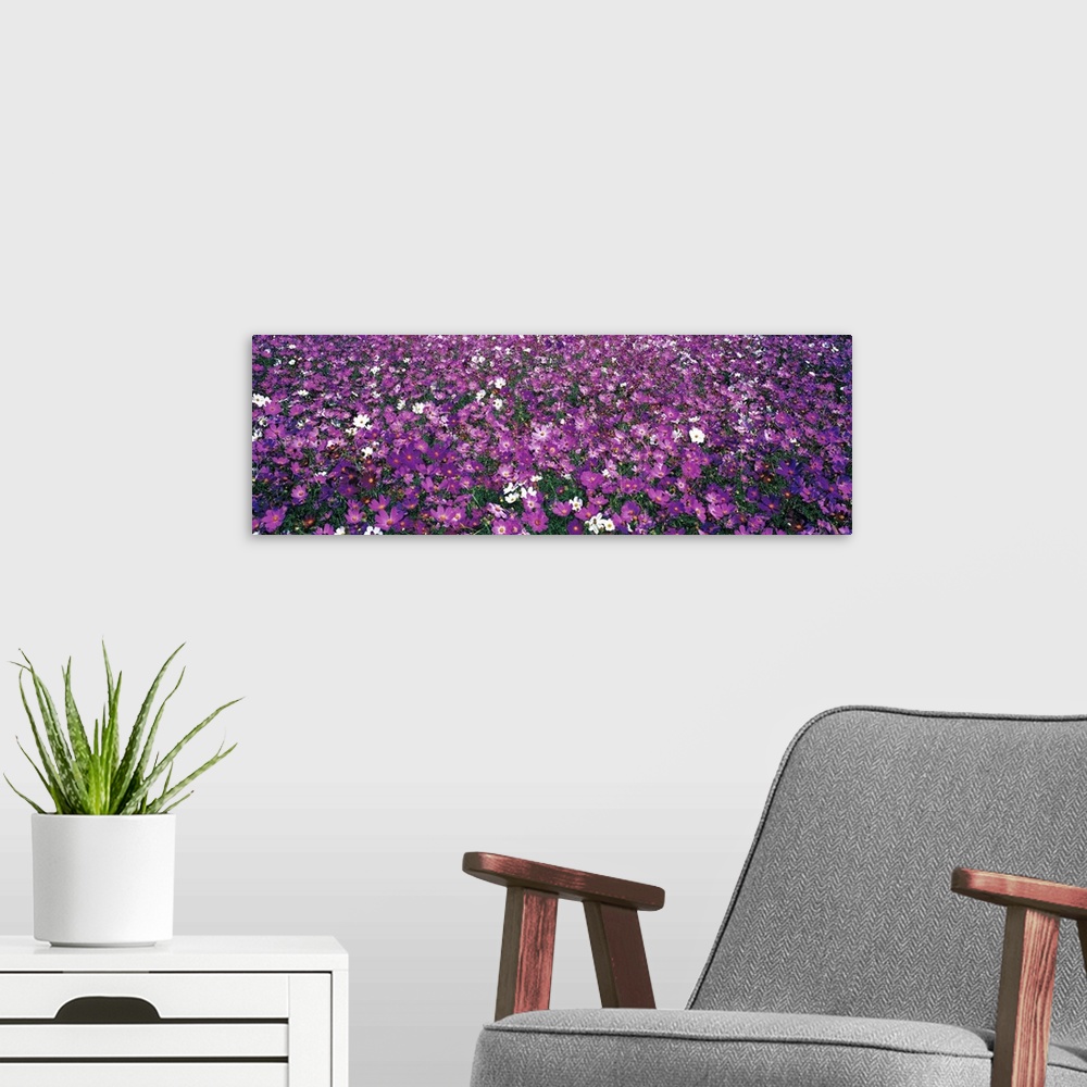 A modern room featuring Field of Flowers