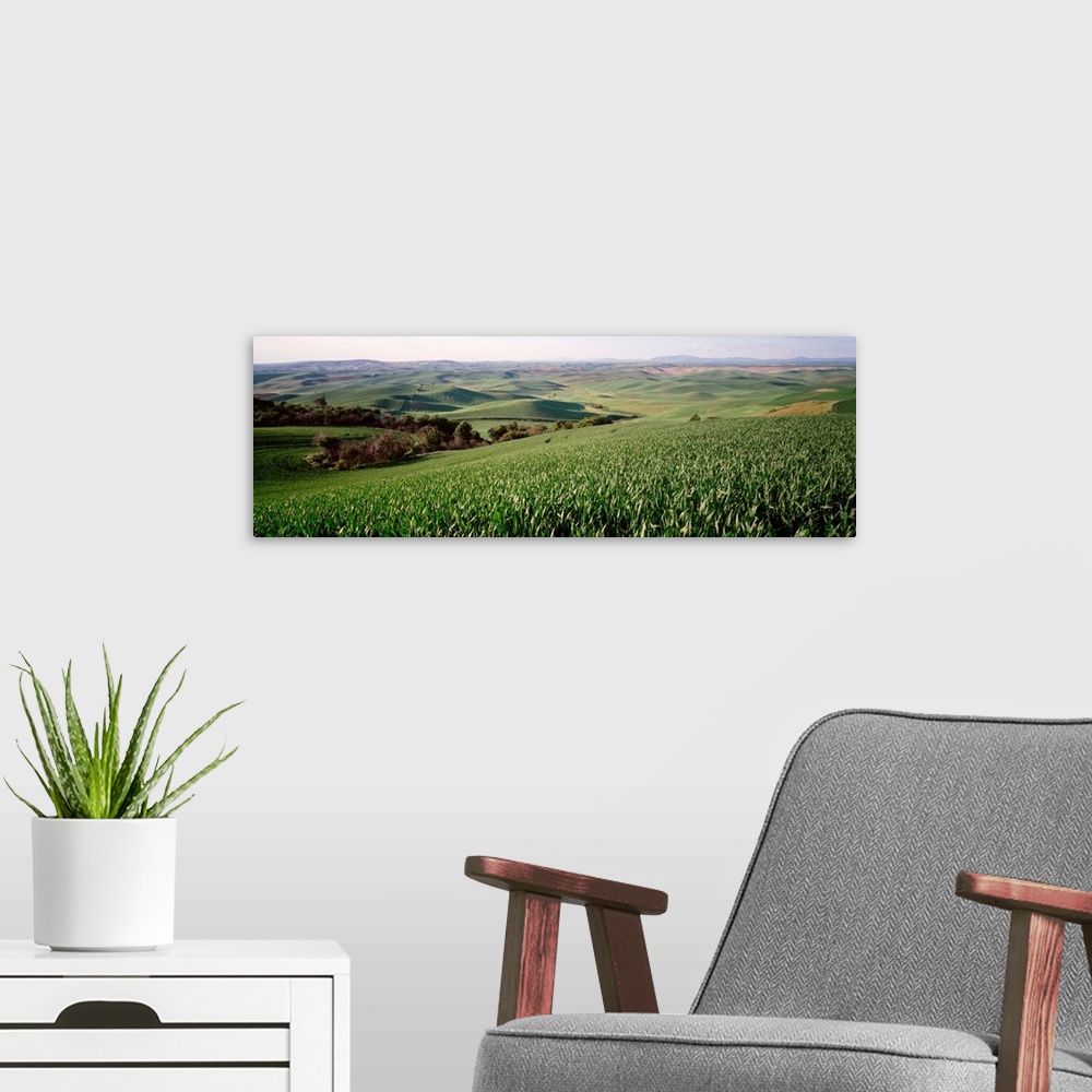 A modern room featuring Field on a landscape, Steptoe Butte, Washington State