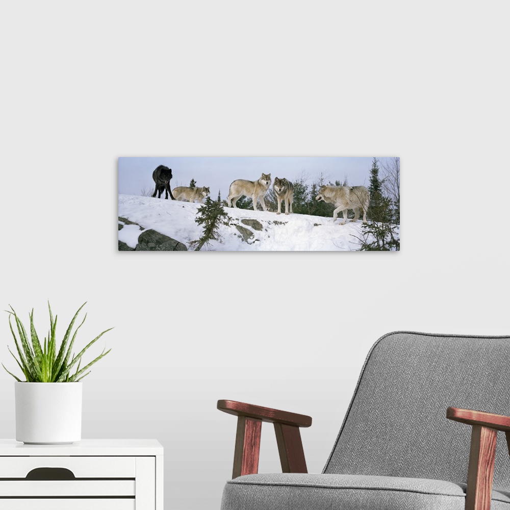 A modern room featuring A pack of five wolves, four gray and one black, standing at the top of a snowy hill in the winter...