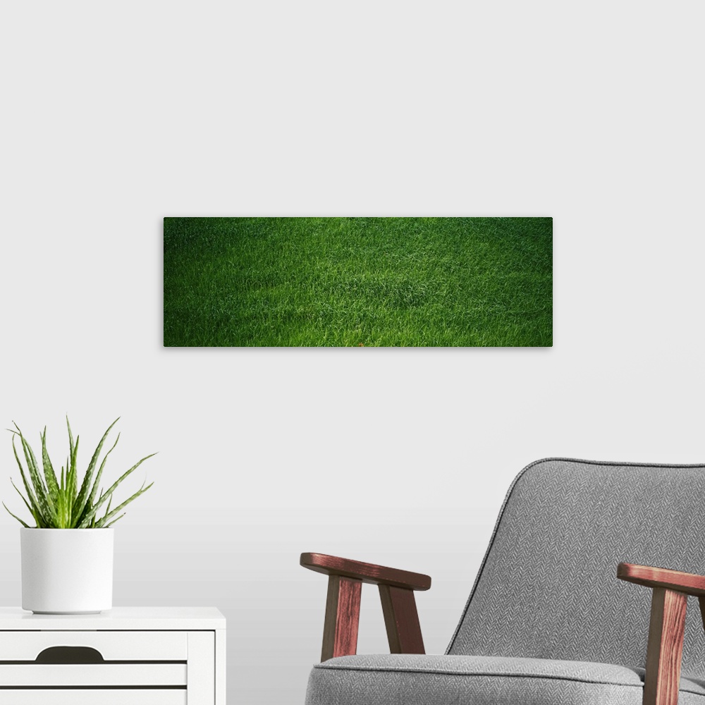 A modern room featuring Green grass