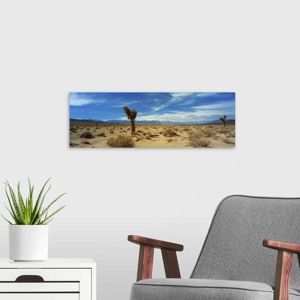 A modern room featuring Joshua Tree in a desert, Mojave Desert, California