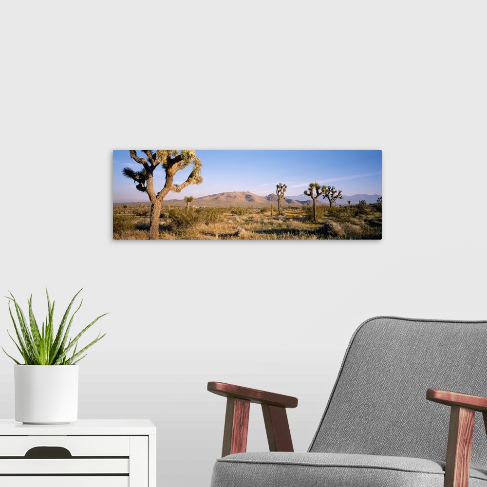 A modern room featuring Joshua trees in Joshua Tree National Park, California, USA