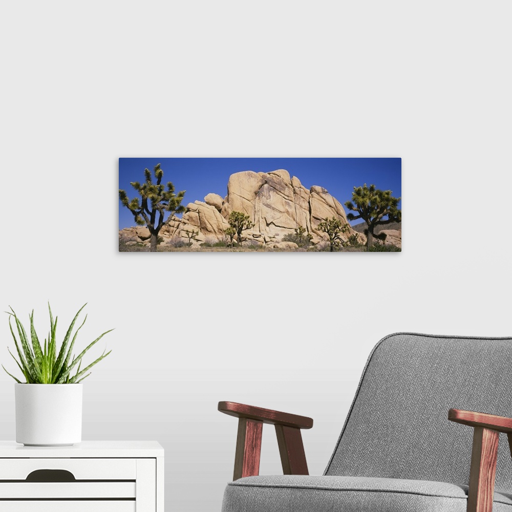 A modern room featuring Low angle view of trees and rocks in a park, Joshua Tree National Monument, California