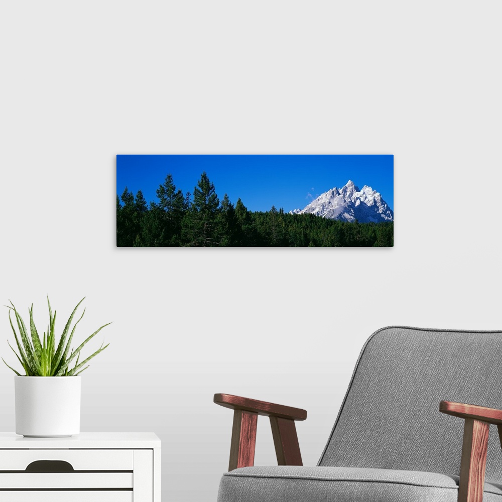 A modern room featuring Low angle view of trees with mountain range in the background, Cathedral Group, Jackson Hole, Gra...