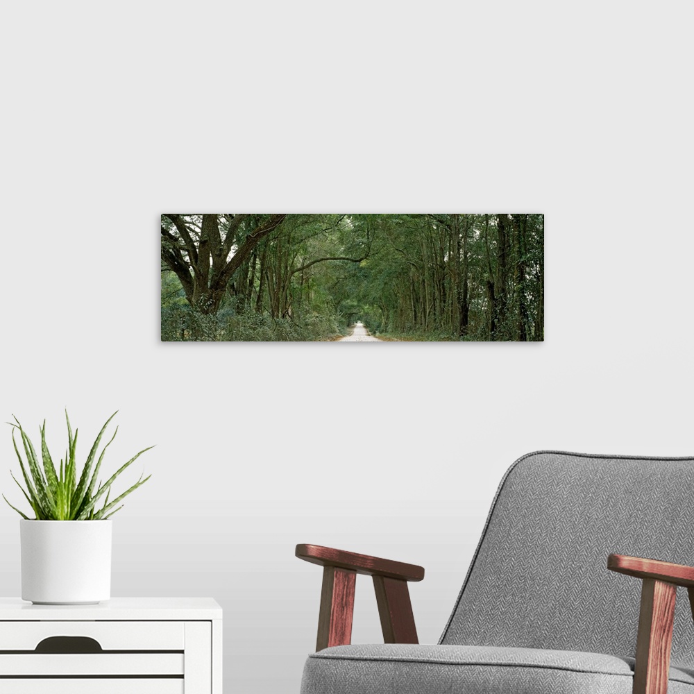A modern room featuring Oak trees along a dirt road, Williston, Levy County, Florida,