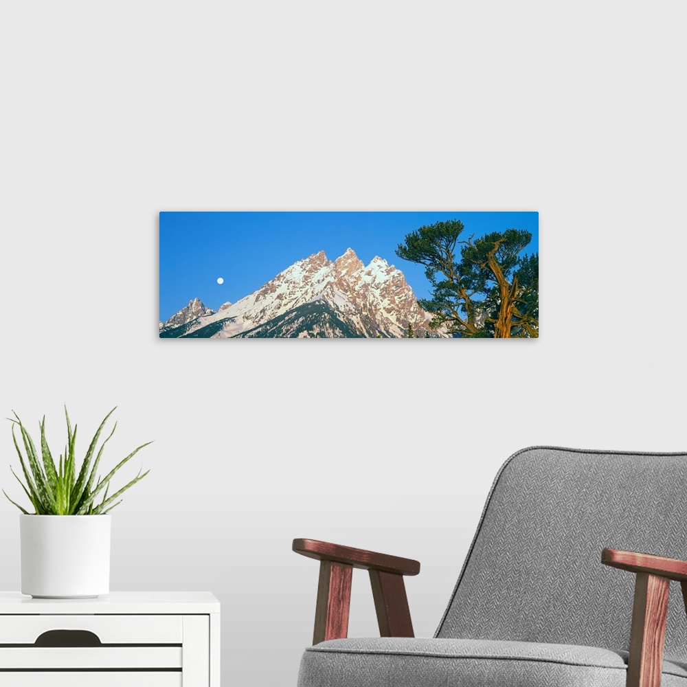 A modern room featuring Old Patriarch tree and Cathedral Group of the Teton Range at sunrise, Grand Teton National Park, ...