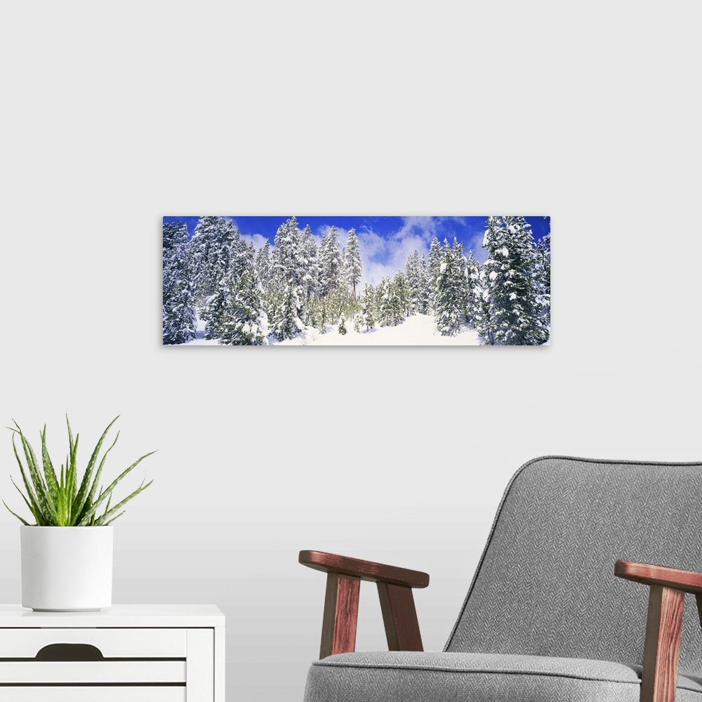 A modern room featuring Pine trees on a snow covered hill, Breckenridge, Summit County, Colorado