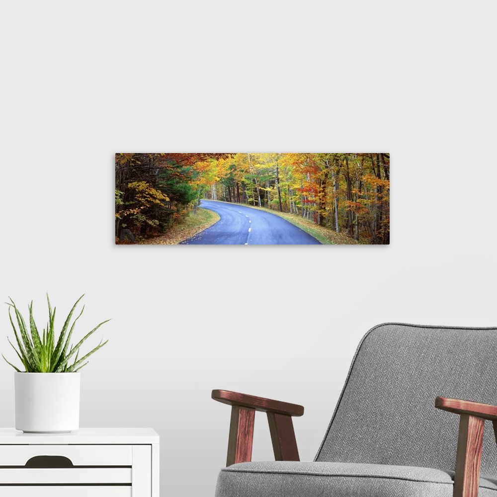 A modern room featuring Road passing through a forest, Park Loop Road, Acadia National Park, Maine, USA
