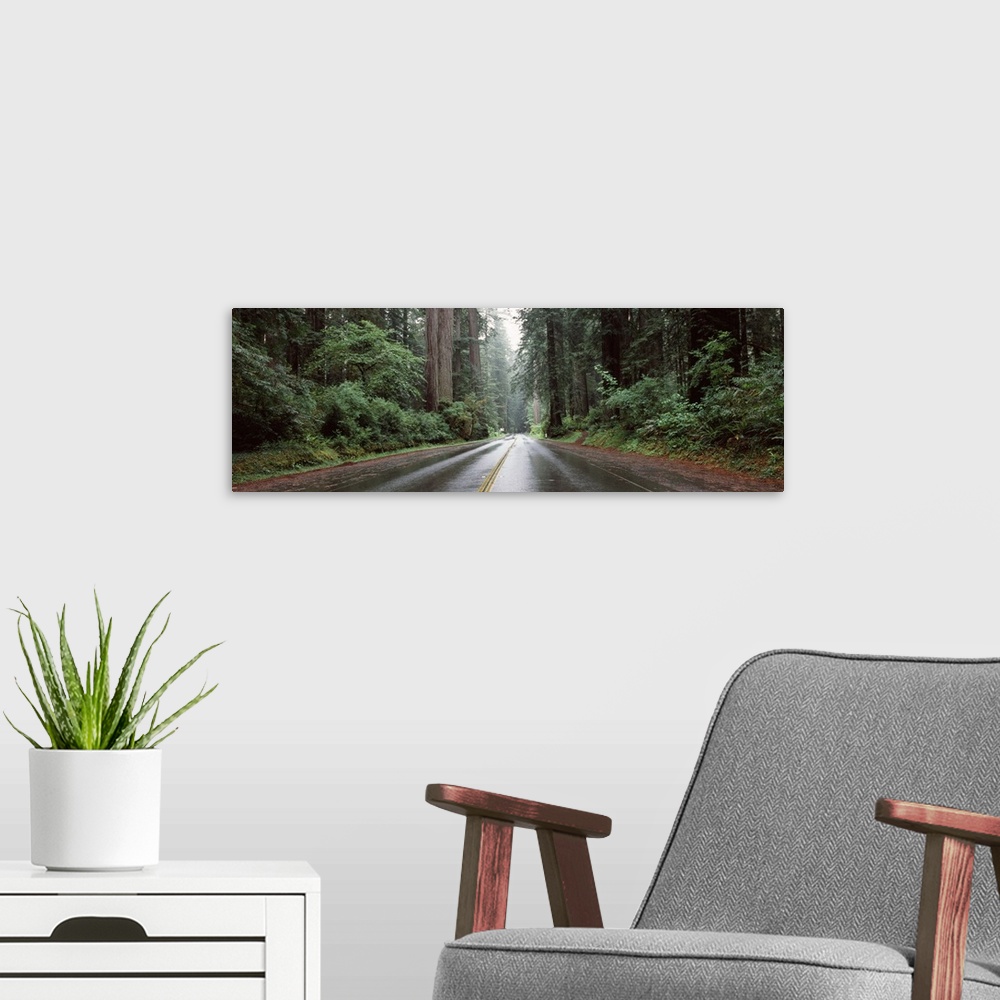 A modern room featuring Road passing through forest Avenue Of The Giants Humboldt Redwoods State Park Eureka Humboldt Cou...