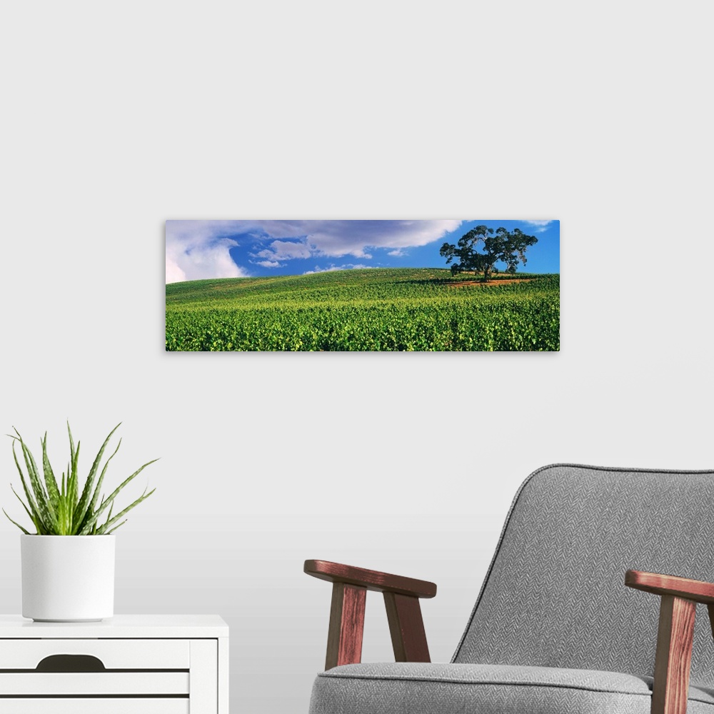 A modern room featuring Scenic view of a vineyard, Paso Robles, San Luis Obispo County, California, USA.