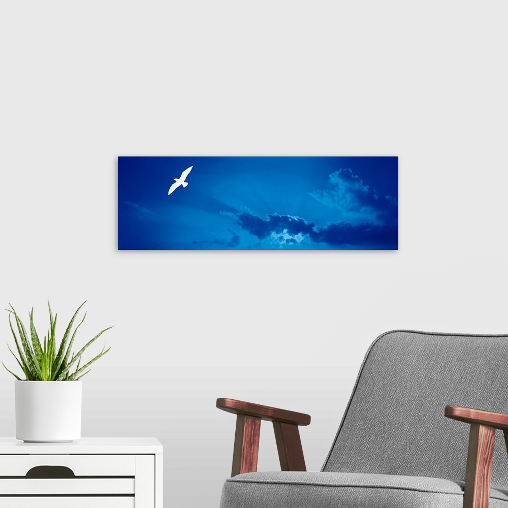 A modern room featuring Seagull flying in the sky