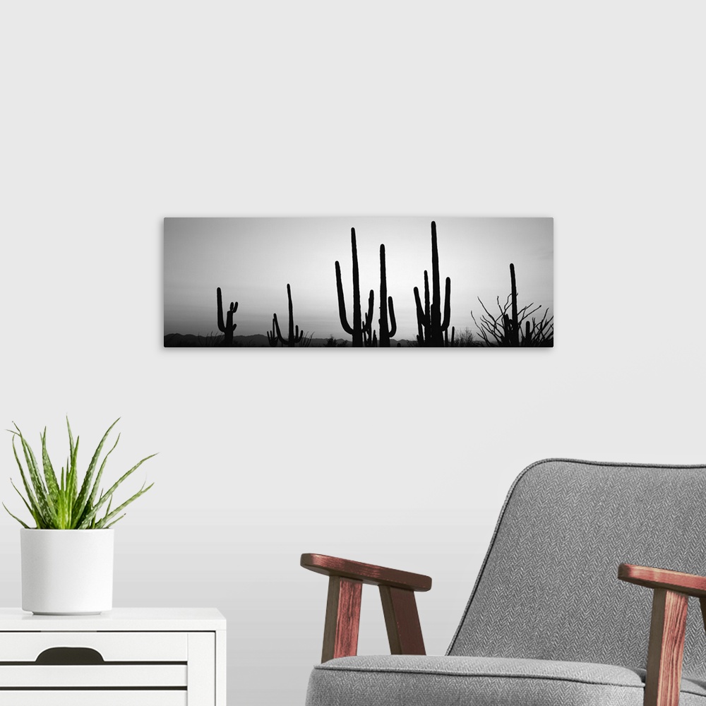 A modern room featuring Silhouette of Saguaro cacti, Saguaro National Park, Tucson, Arizona