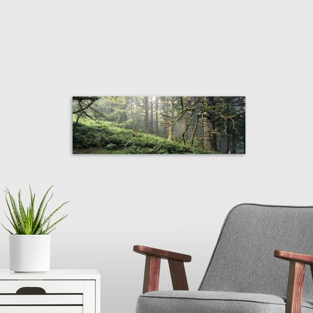A modern room featuring Sitka Spruce (Picea sitchensis) trees in a forest, Ecola State Park, Oregon