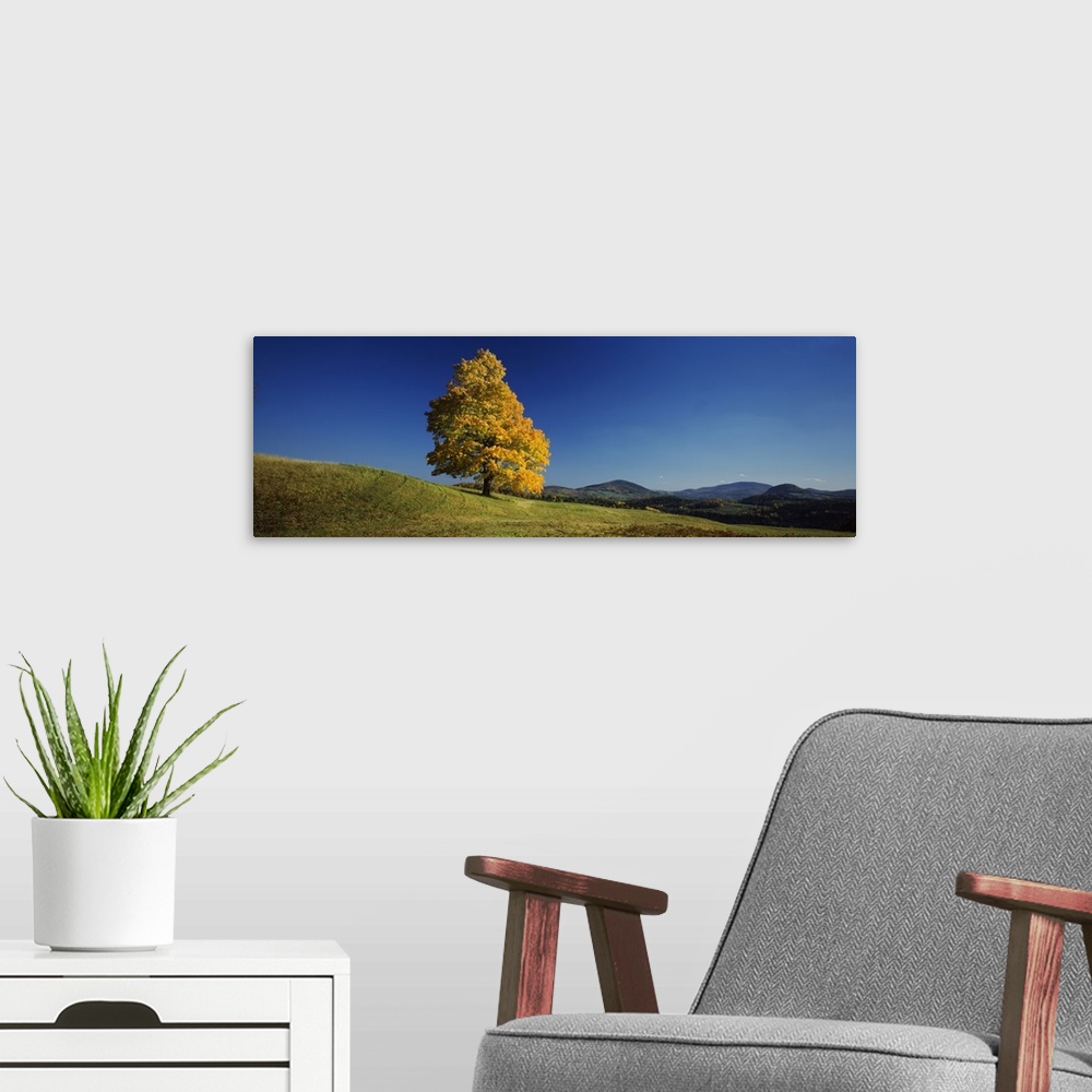 A modern room featuring Sugar Maple tree on a hill, Peacham, Caledonia County, Vermont, USA.
