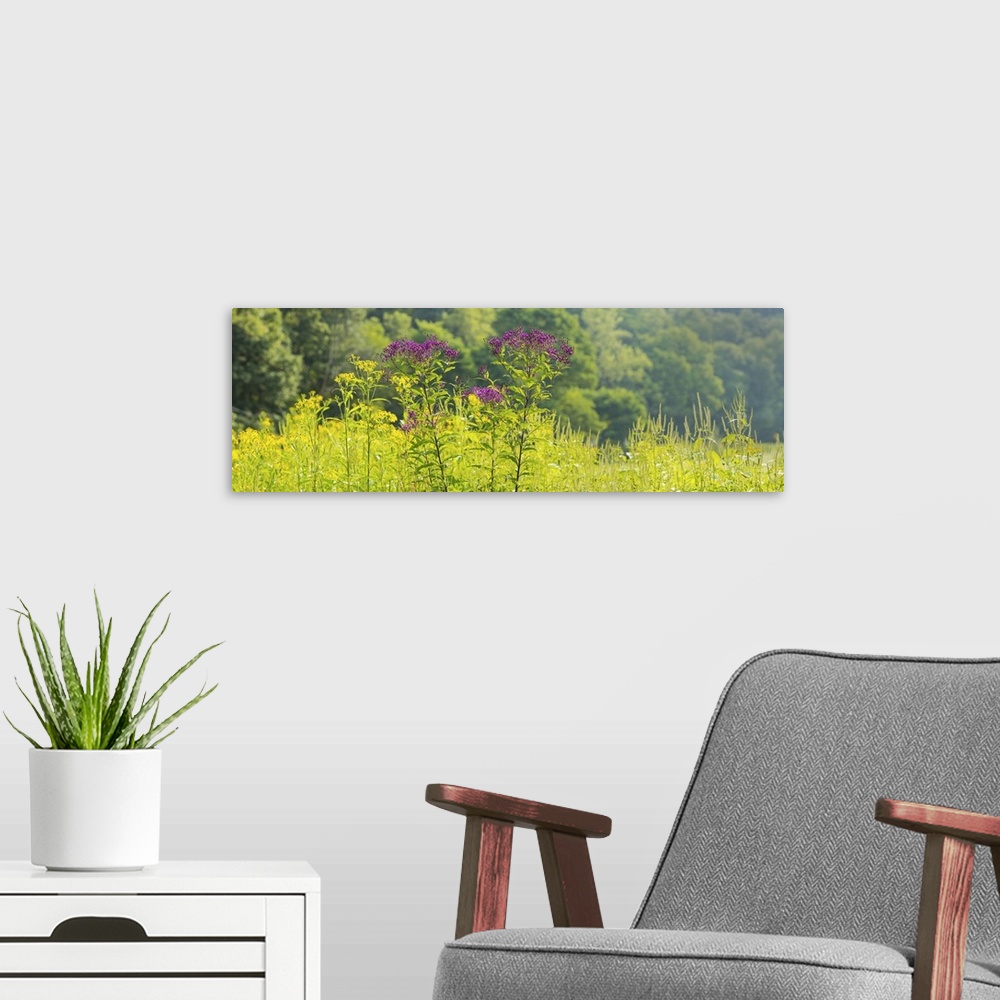 A modern room featuring Summer weeds, Cuyahoga Valley National Park, Cuyahoga County, Ohio