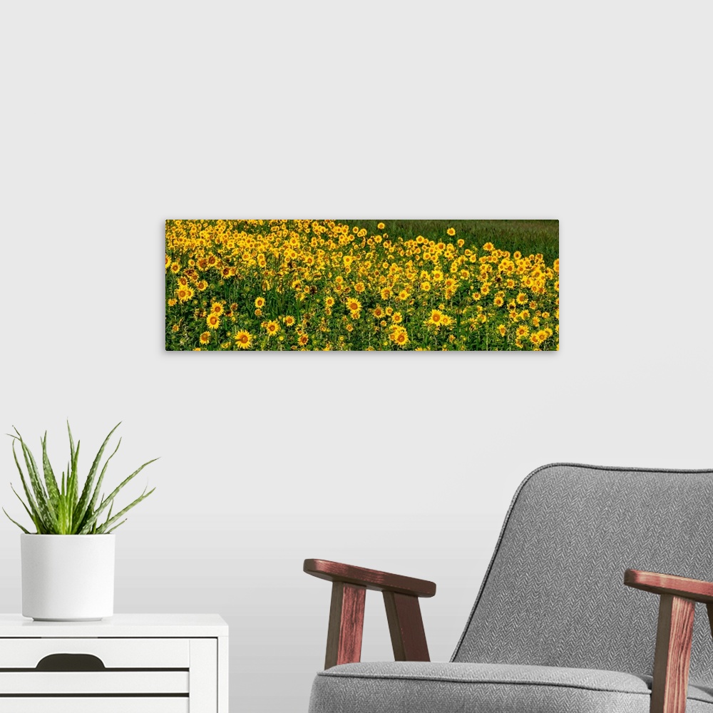 A modern room featuring Sunflowers (Helianthus annuus) growing in a field, Cowansville, Quebec, Canada