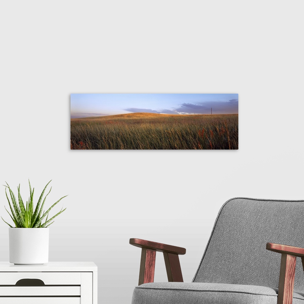 A modern room featuring Tall grass in a field, High Plains, USA
