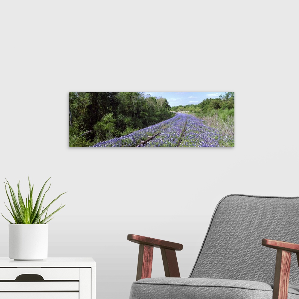 A modern room featuring Texas bluebonnet flowers on deserted railroad track, Texas Hill Country, Texas