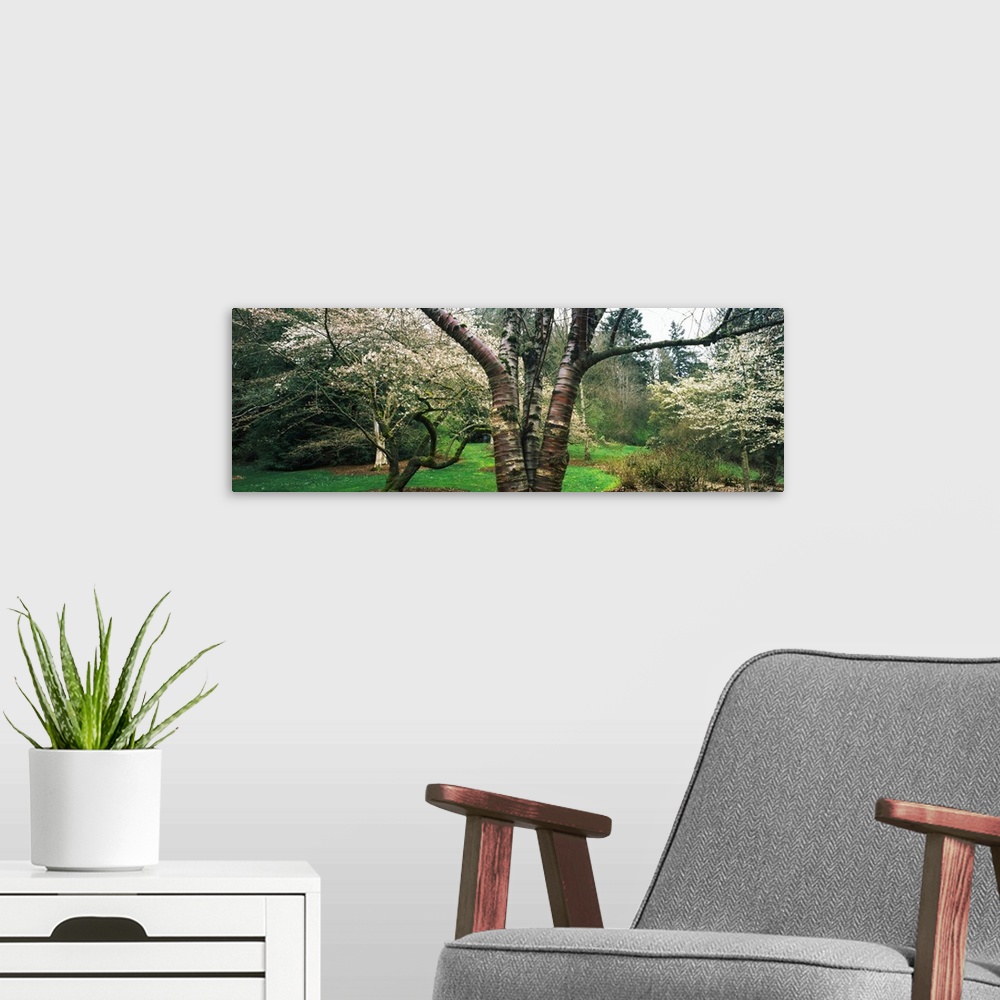 A modern room featuring Tree and plants in an Arboretum, Washington Park, Seattle, Washington State, USA