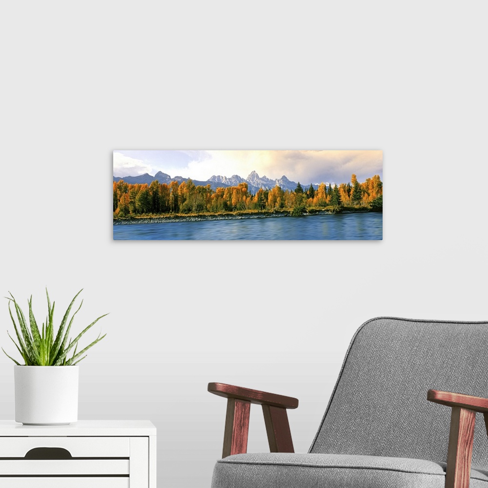 A modern room featuring Trees in a forest along Snake River, Grand Teton National Park, Wyoming, USA.