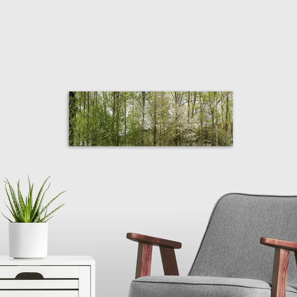 A modern room featuring Trees in a forest, Northern Black Forest Region, Horb am Neckar, Baden-Wurttemberg, Germany.