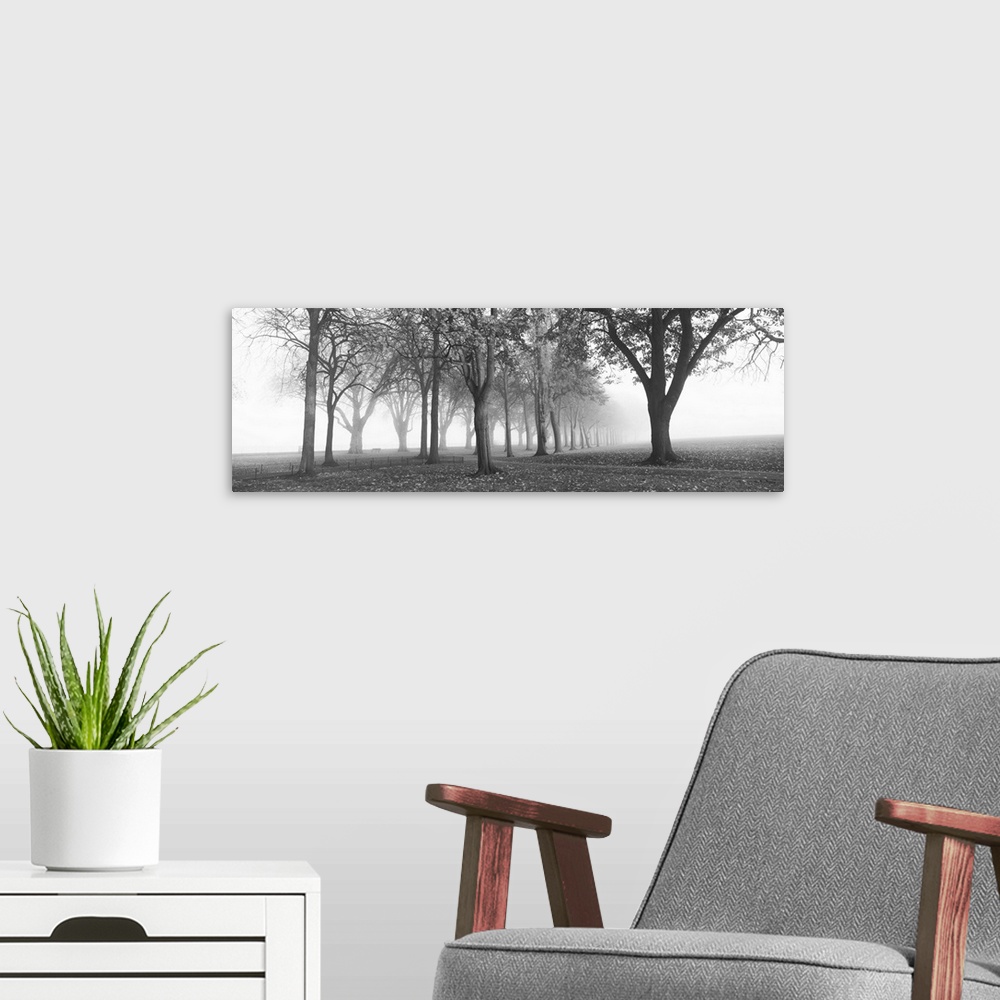 A modern room featuring Trees in a park during fog, Wandsworth Park, Putney, London, England