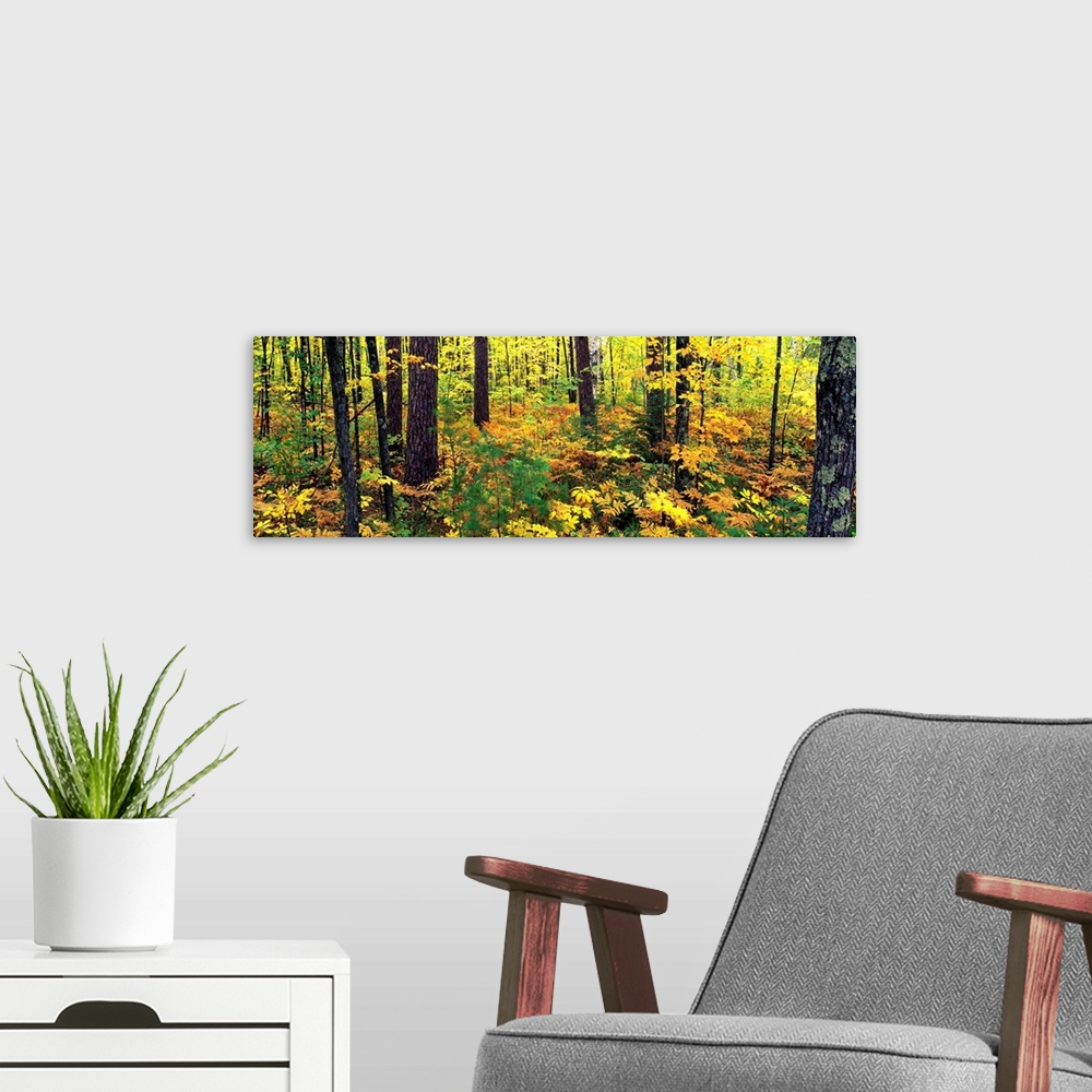 A modern room featuring Trees in autumn, Copper Falls State Park, Mellen, Ashland County, Wisconsin