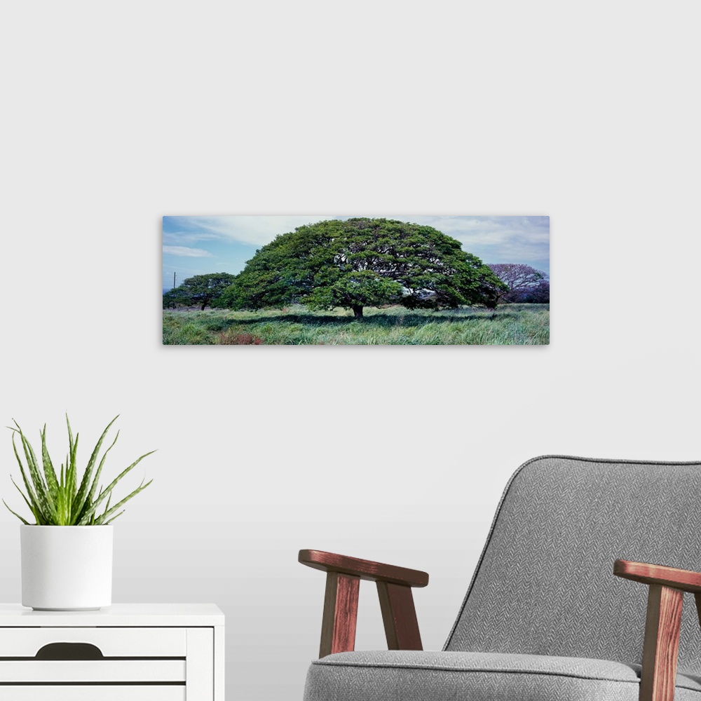A modern room featuring View of monkeypod trees (albizia saman), pahala, hawaii county, hawaii, USA.