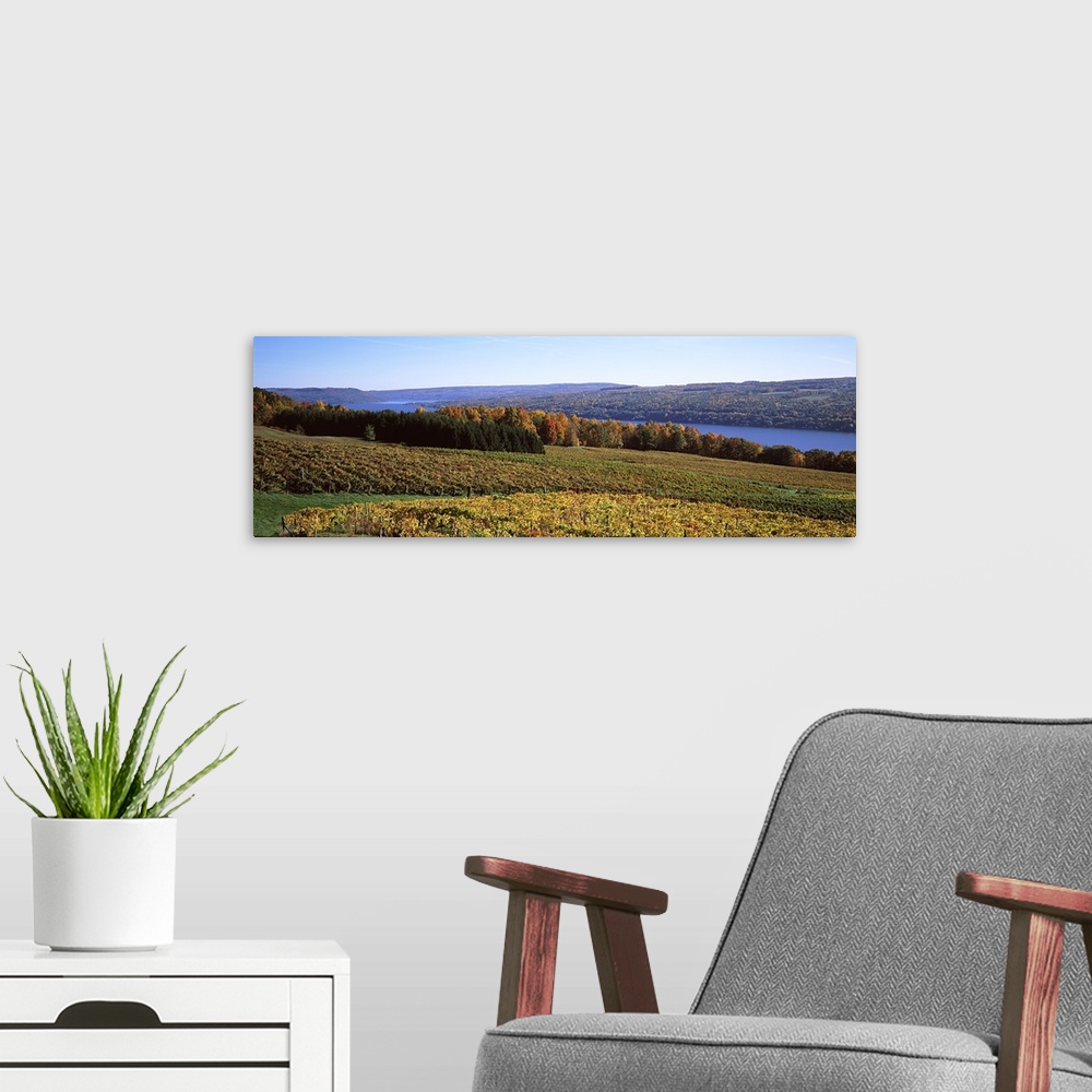 A modern room featuring Grape Vineyards on Keuka Lake, Finger Lakes Region, New York