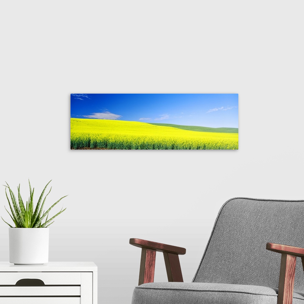 A modern room featuring Wheat and Canola fields, Washington State