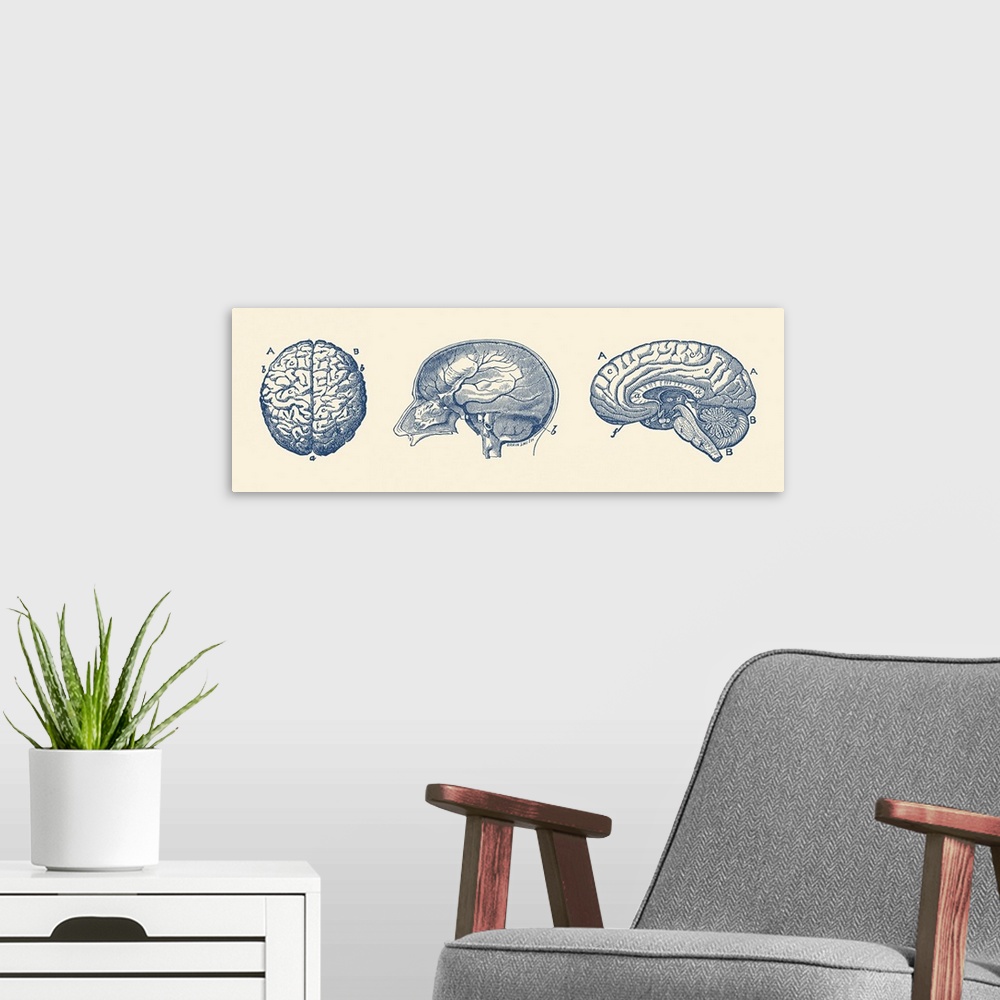 A modern room featuring Vintage anatomy print depicting the fissures throughout the human brain.