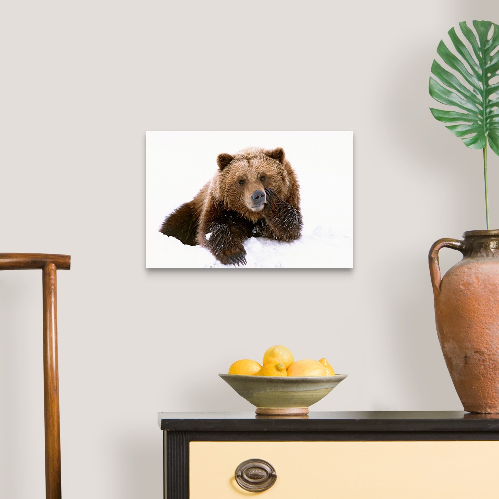 Grizzly resting head on paw while laying in snow Wall Art, Canvas ...