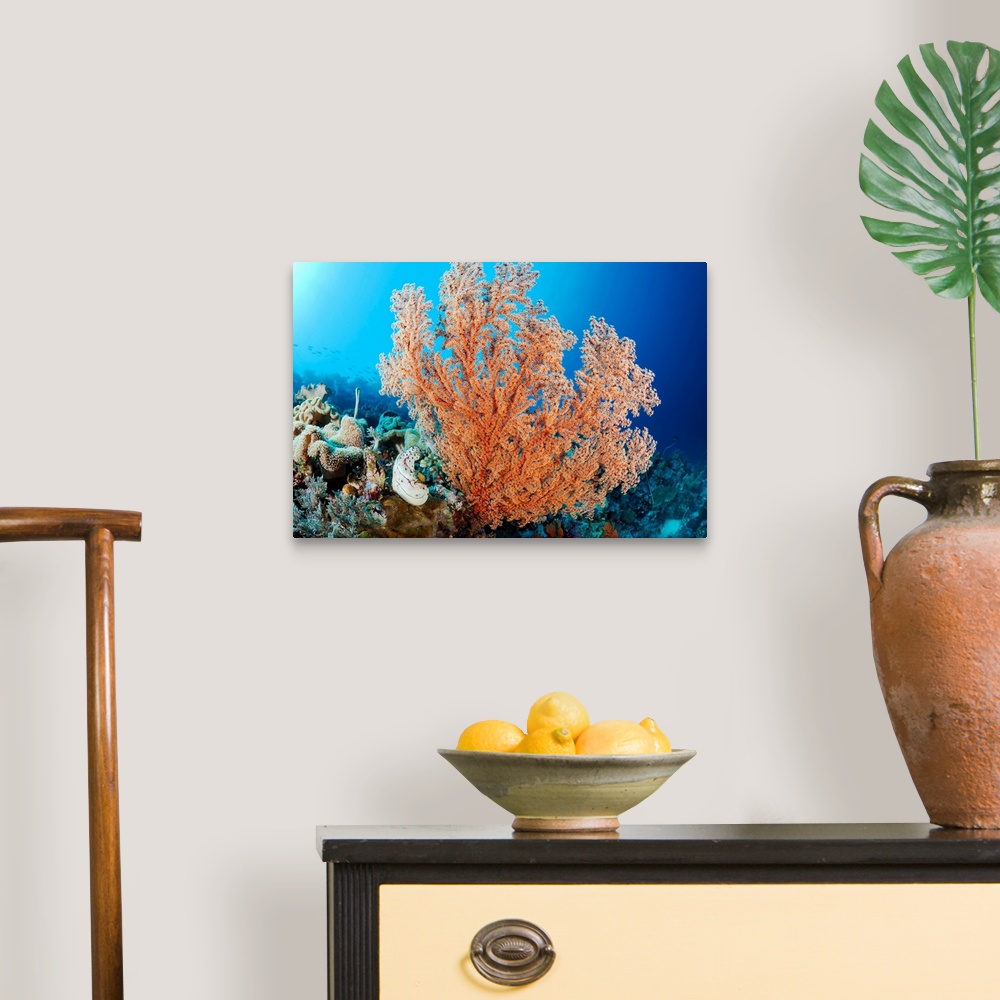 Indonesia, A Gorgonian Coral Tree Dominates This Underwater Scene Wall ...