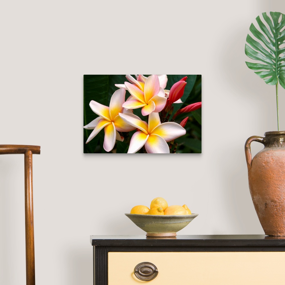 Soft Focus Of White Plumeria Flowers With Pale Yellow Centers Wall Art ...