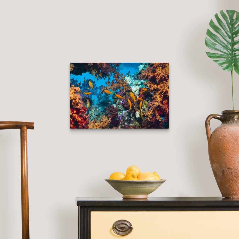 Coral reef scenery Wall Art, Canvas Prints, Framed Prints, Wall Peels ...