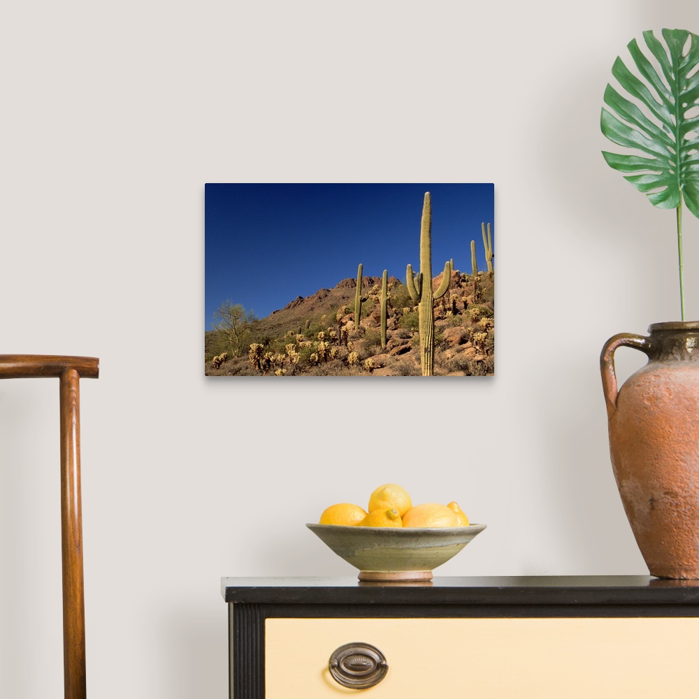 Saguaro cacti and Tucson Mountains, Tucson, Arizona Wall Art, Canvas ...