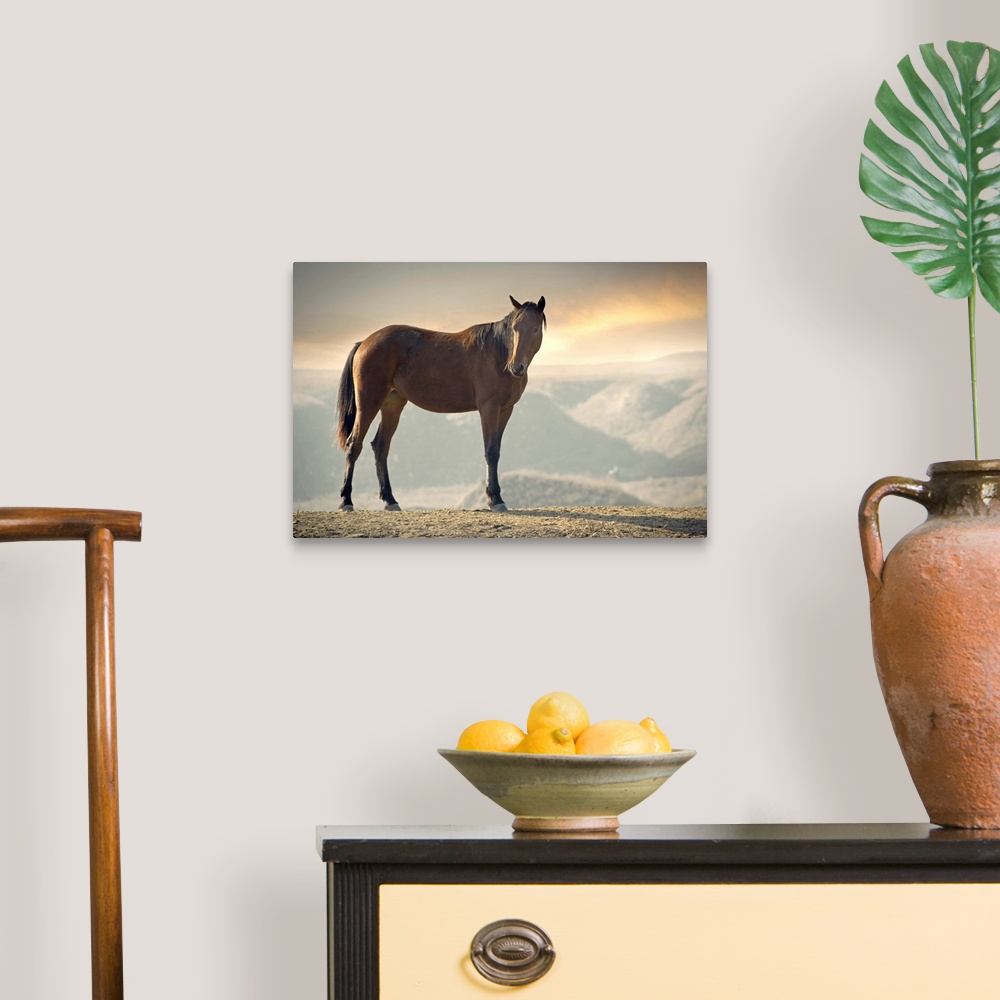 Wild brown horse standing at canyon during sunset. Wall Art, Canvas ...