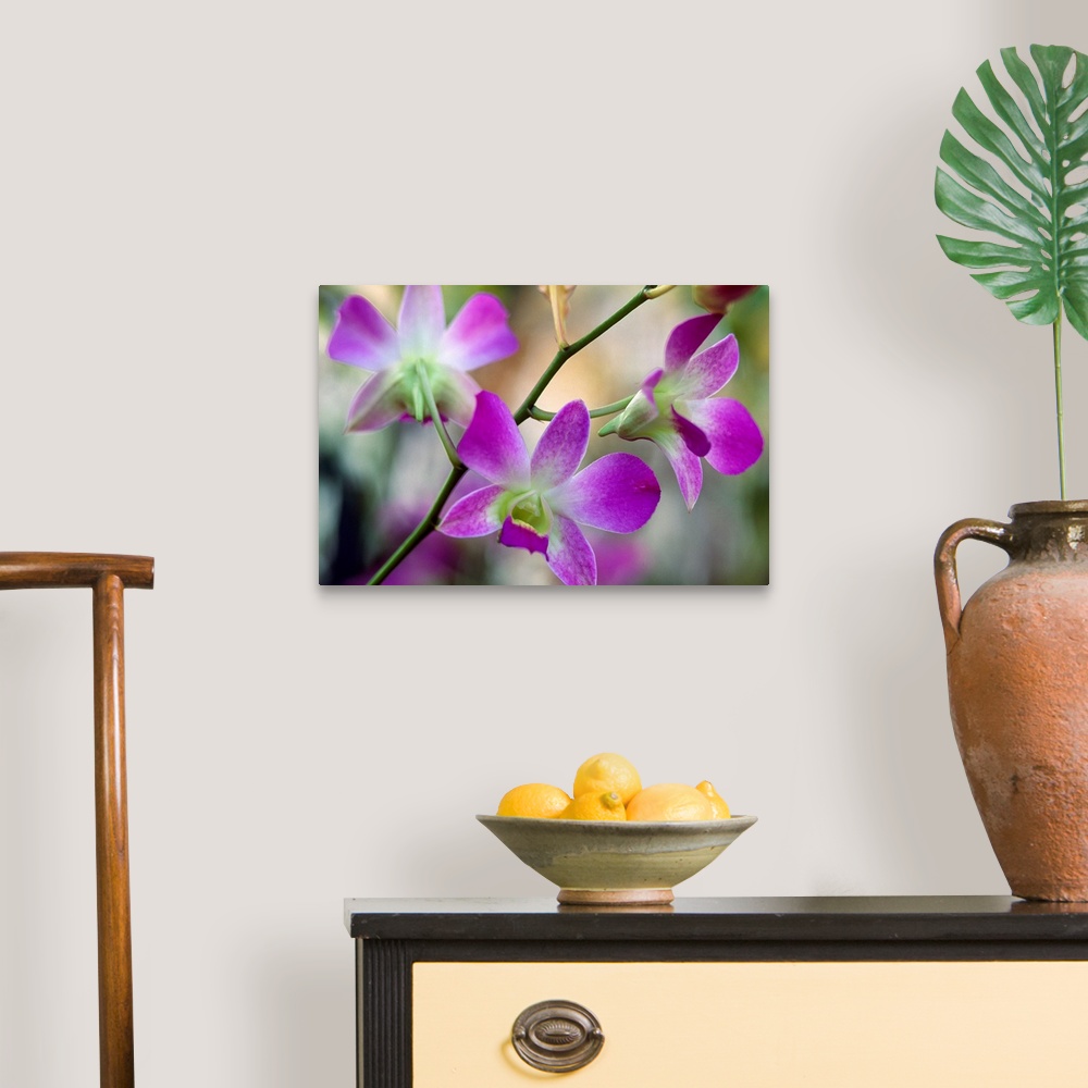 Cattleya orchid flower blossoms, close up. Wall Art, Canvas Prints ...
